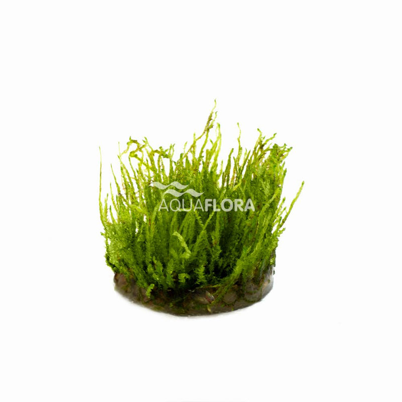 Ecoscape Vesicularia species Creeping Mos - In Vitro