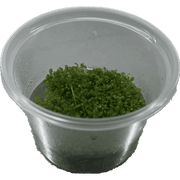 Elatine Hydropiper - In Vitro Aquariumplanten