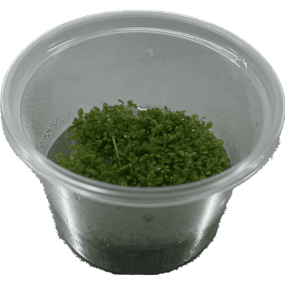 Elatine Hydropiper - In Vitro Aquariumplanten