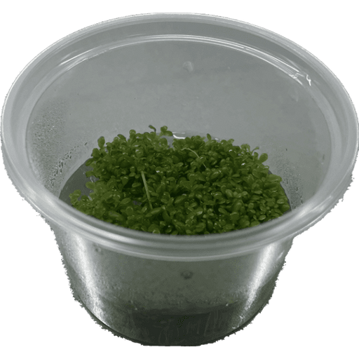Elatine Hydropiper - In Vitro Aquariumplanten