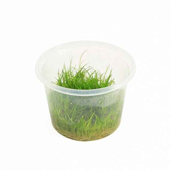 Eleocharis Minima - In Vitro