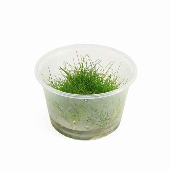 Eleocharis Parvula - In Vitro