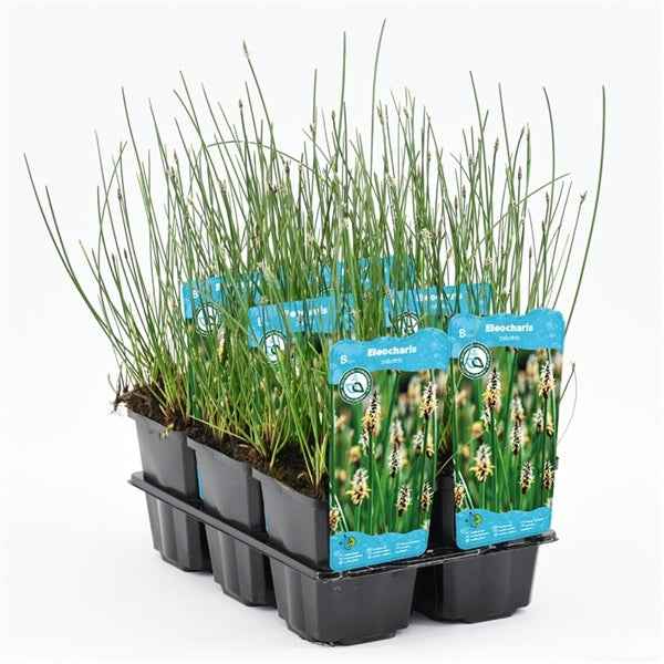 Eleocharis Palustris