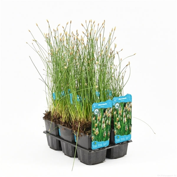 Eleocharis Palustris