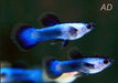 Endler Blue Panda - Poecilia Wingei