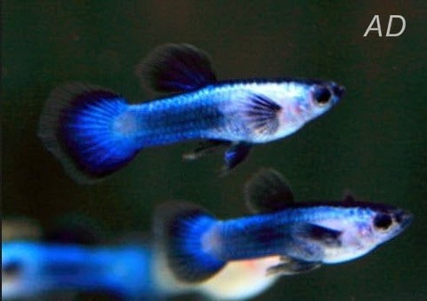 Endler Blue Panda - Poecilia Wingei