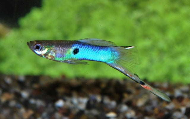 Endler Japan Blue - Aquariumvissen