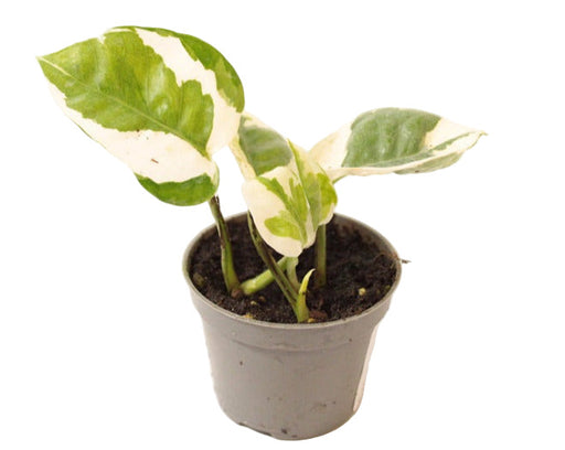 Epipremnum Aureum White Panther