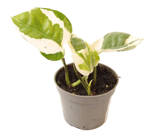 Epipremnum Aureum White Panther
