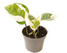 Epipremnum Aureum White Panther