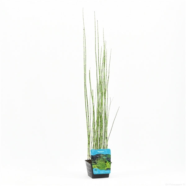 Equisetum Japonica 18x18
