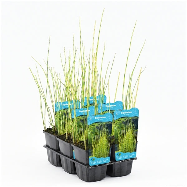 Equisetum Fluviatile
