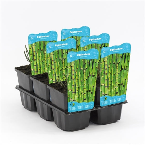 Equisetum Japonicum