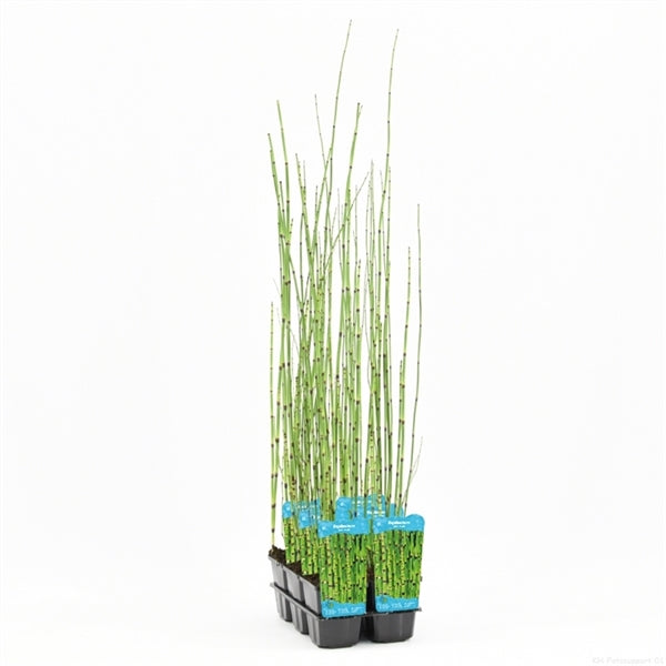 Equisetum Japonicum