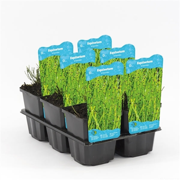 Equisetum Scirpoides