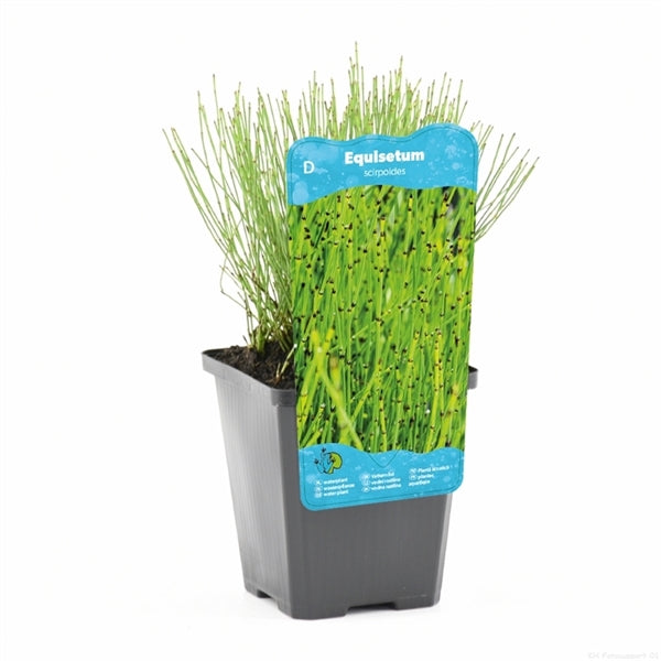 Equisetum Scirpoides