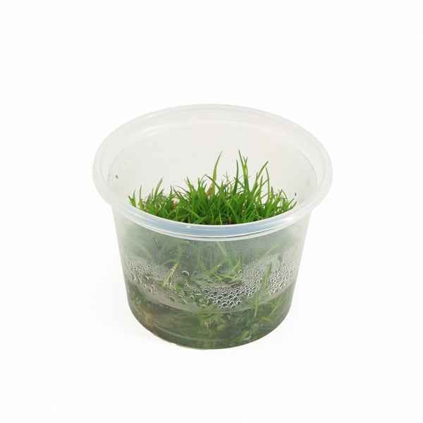 Eriocaulon Vietnam - In Vitro