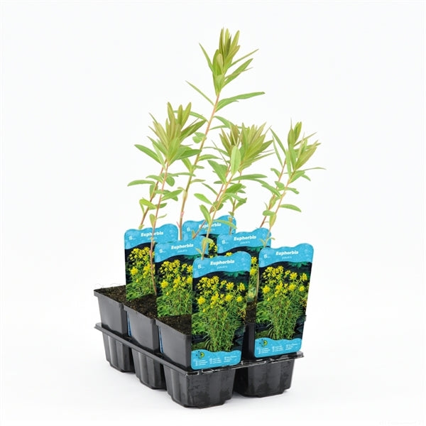 Euphorbia Palustris
