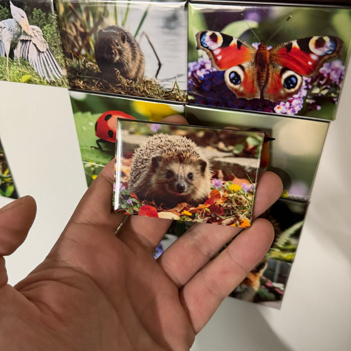 Europese Egel koelkastmagneet voorbeeld