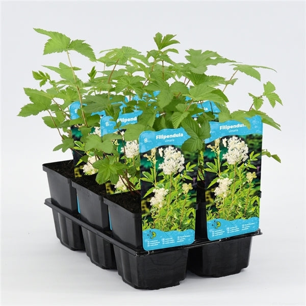 Filipendula Ulmaria