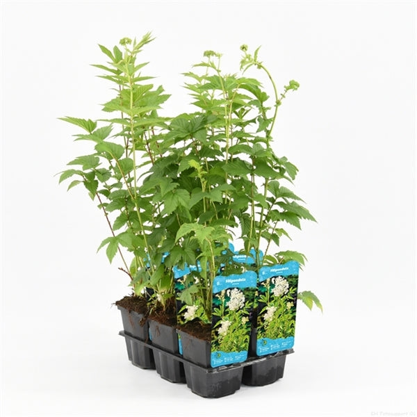 Filipendula Ulmaria