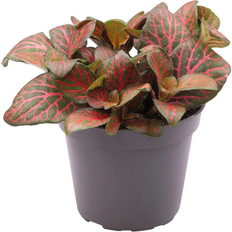 Fittonia Joly Josan