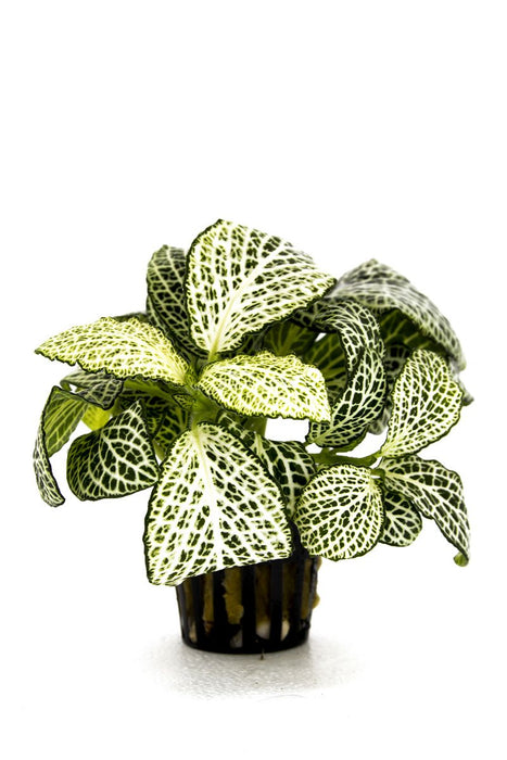Fittonia Mini White Terrascape -Terrariumplanten