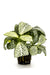 Fittonia Mini White Terrascape -Terrariumplanten