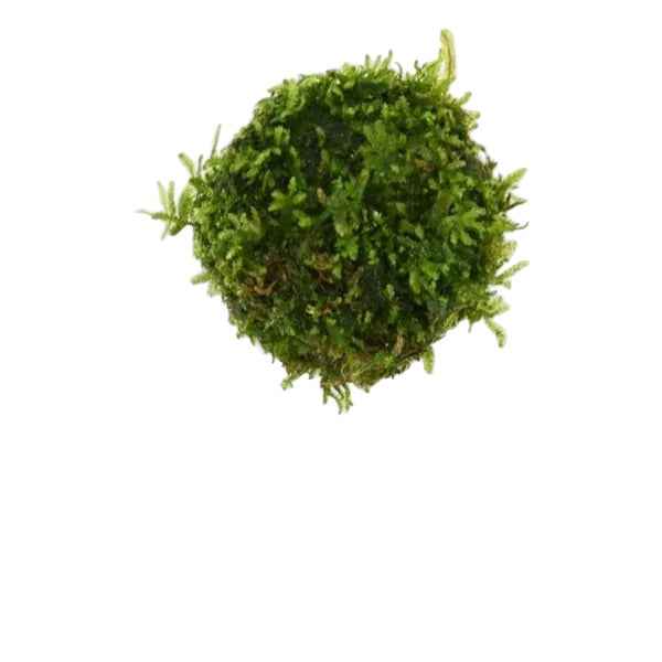 Buy Floating Ball with Java Moss | Floating Moss Ball | Aquariumplantenshop