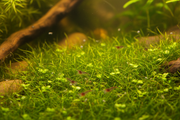Garnalen Spawn Plantenmix bodemplant