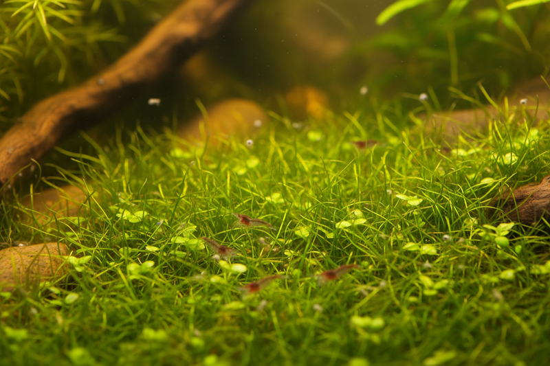 Garnalen Spawn Plantenmix bodemplant