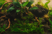 Garnalen Spawn Plantenmix middenzone