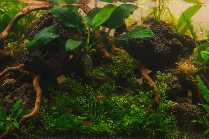 Garnalen Spawn Plantenmix middenzone