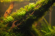 Garnalen Spawn Plantenmix mos