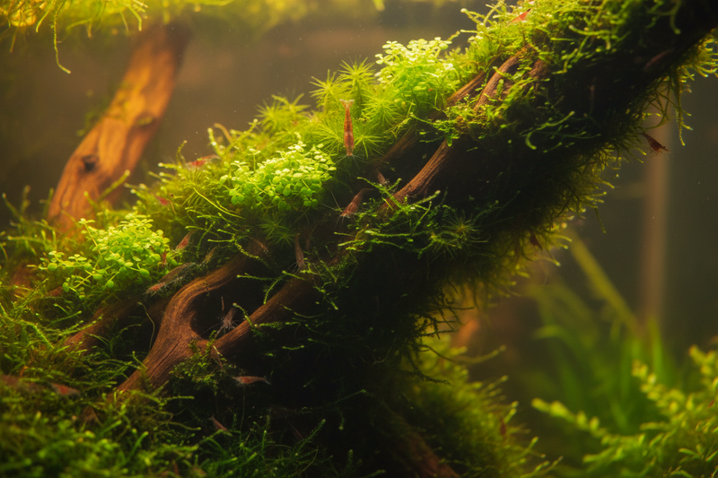 Garnalen Spawn Plantenmix mos