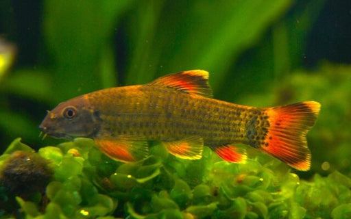 Garra Flavatara / Panda Garra