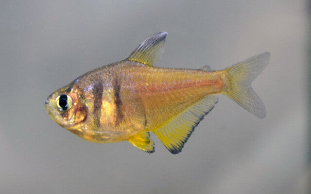 Gele Rio - Hyphessobrycon Flammeus Yellow - Aquariumvissen