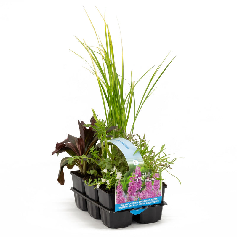 Fragrant plants in six pack