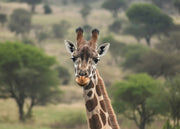 Giraf Wildlifemagnet – Wildlife Explorer