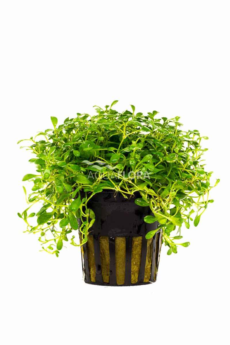 Glossostigma Elantinoides