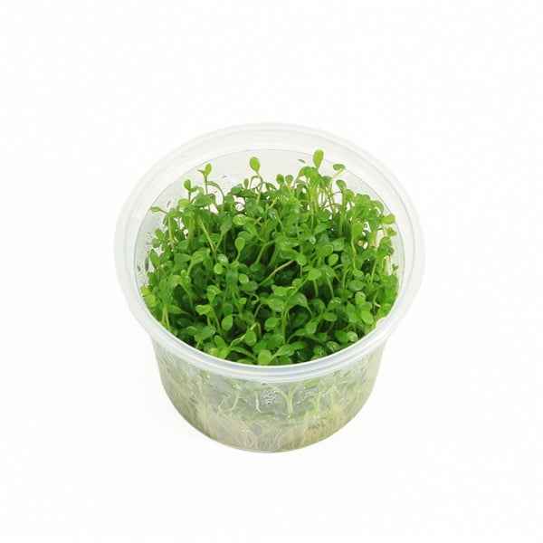 Glossostigma Elantinoides - In Vitro