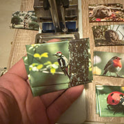 Great Spotted Woodpecker magnet preview