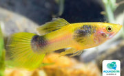 Guppy Bumble Bee