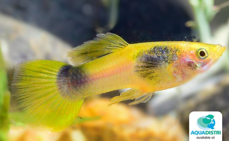 Guppy Bumble Bee
