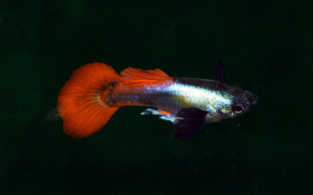 Guppy Dumbo Ear Platinum Red