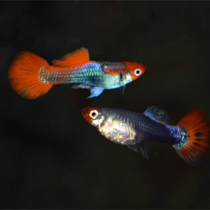 Guppy Red Cap Brazil