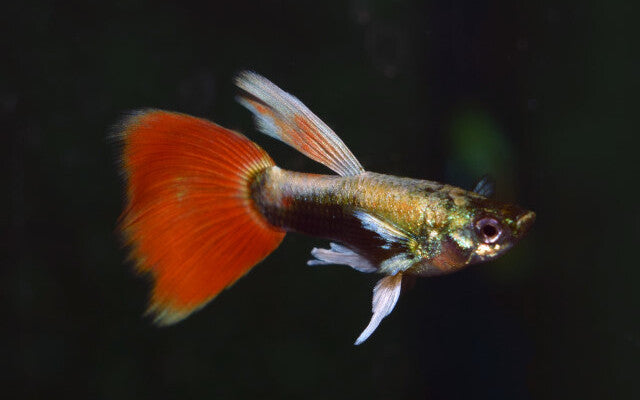 Guppy Santa Claus - Aquariumvissen