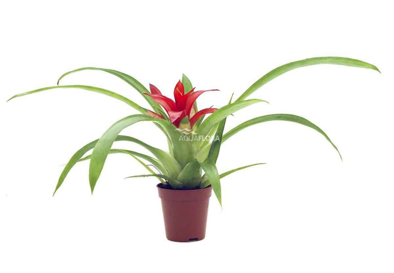 Guzmania Mix