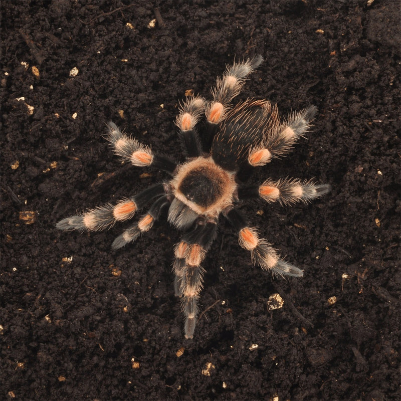 HabiStat Spider Substrate