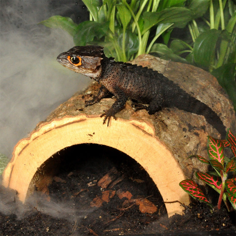 HabiStat Jungle Schuilplaats Voorbeeld